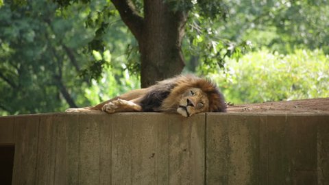 A tired lion lying down rolls over to stretch