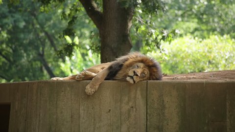 A lion lying down looks into the camera