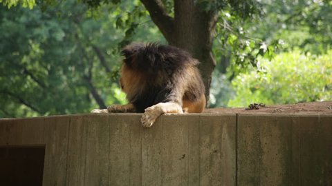 A lion lying down looks around his surroundings