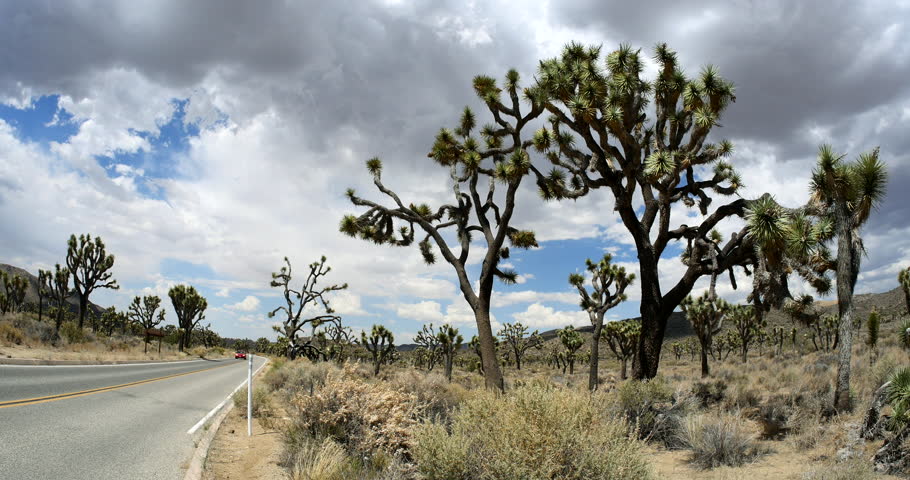 Car Drives Through Beautiful Scenic Highway through Joshua Tree National Park, California