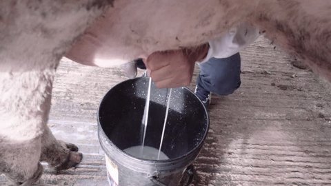 Detail of farmer  milking by hand a cow, milk on a bucket. Slow motion