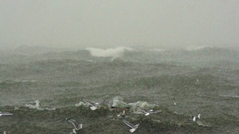 Seagulls flying over the raging sea. Slow motion.