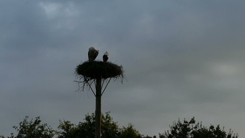 Two young storks in a nest on a pole
