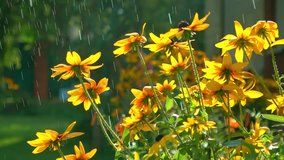Yellow coneflowers and falling drops of water. 4K video