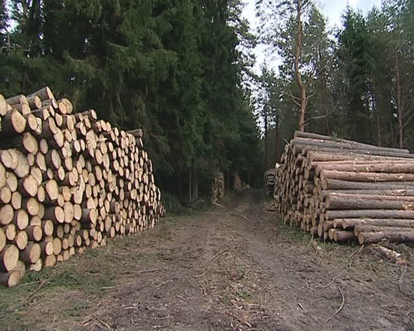 Piles of cut logs in the forest. Industrial logging. 