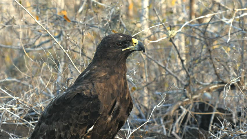 close up of an adult galapagos hawk on isla santa fe in the galapagos islands, ecuador