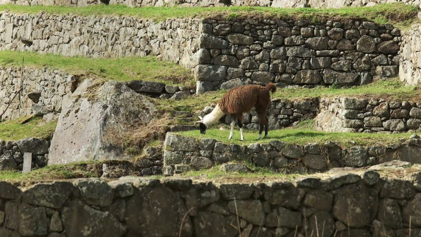 side view of a llama grazing at machu picchu, peru