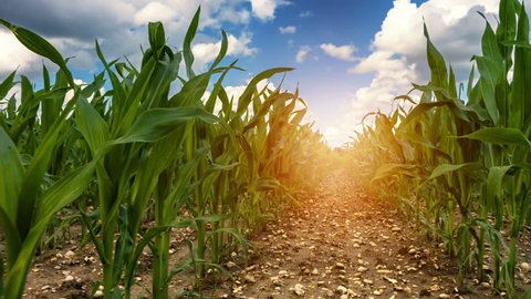 Walking in corn field on sunny summer day. Agricultural background. Full HD, 1080p 