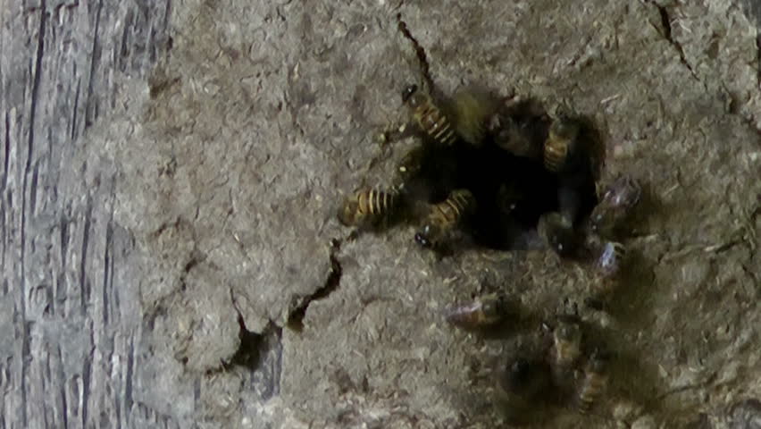 Bees entering/exiting a hive