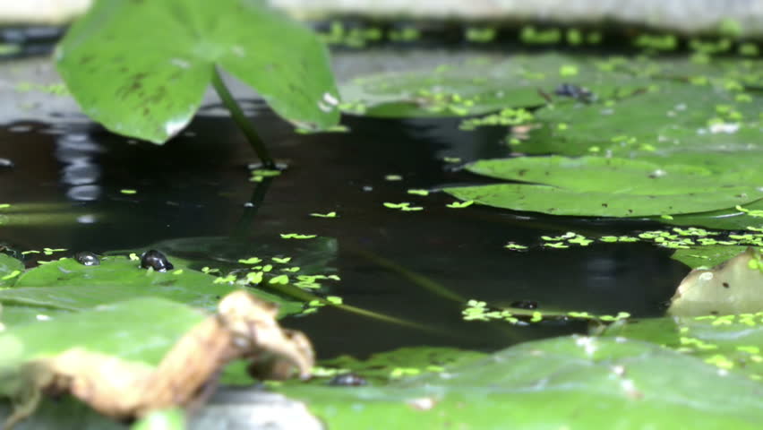 A pond with small fish