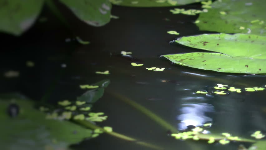 A pond with small fish - close up