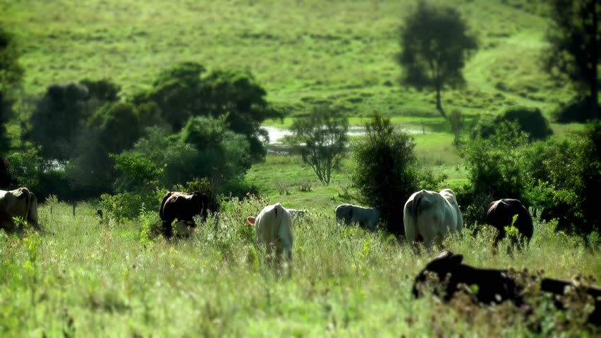 AUSTRALIA - cows in a field