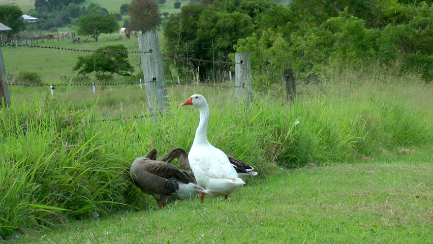 Australia - Geese in a green field