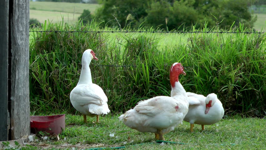 Australia - Ducks in a green field