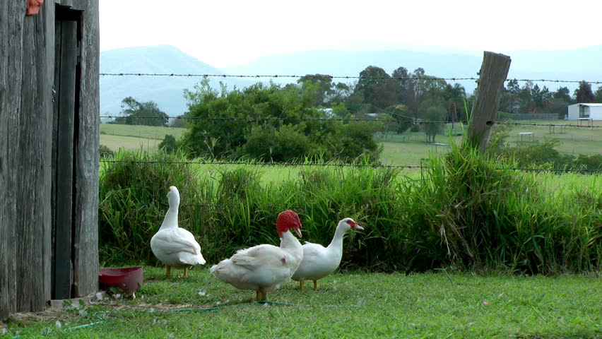 Australia - Ducks in a green field