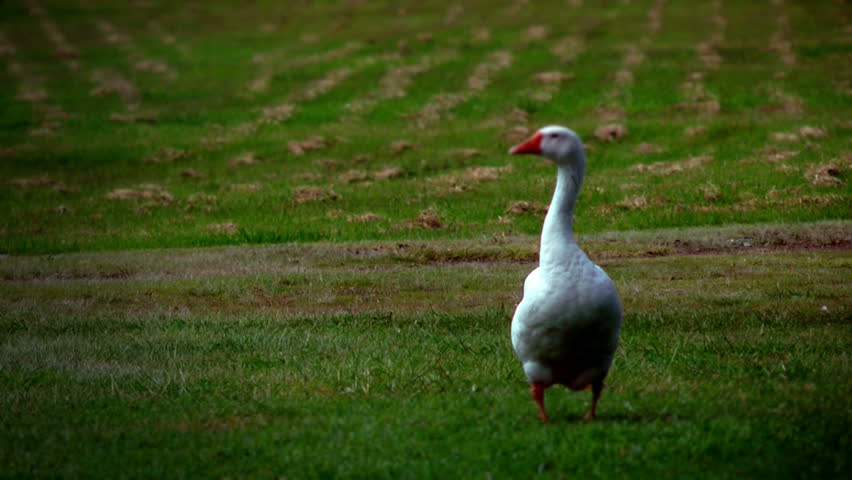 A goose with a chicken run through
