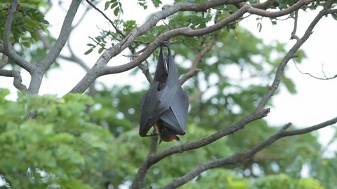Bats hanging upside down in tree