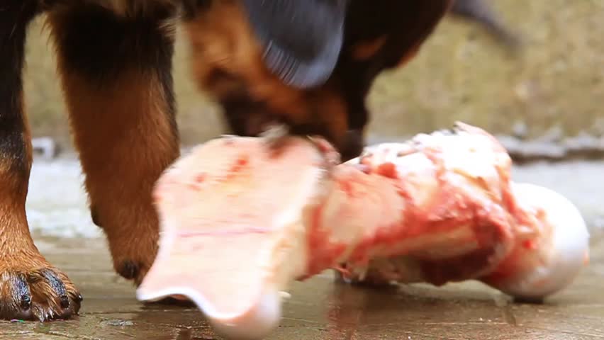 Rottweiler puppy chewing a bone with great appetite