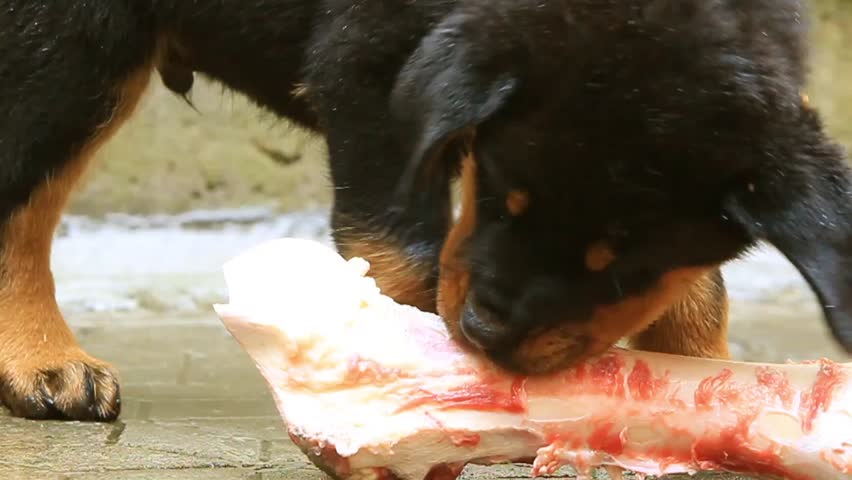 Rottweiler puppy chewing a bone with great appetite