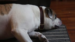 Bulldog Resting on Living room Floor 