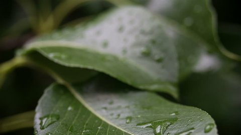 Raindrops on a gently swaying leaf after rain