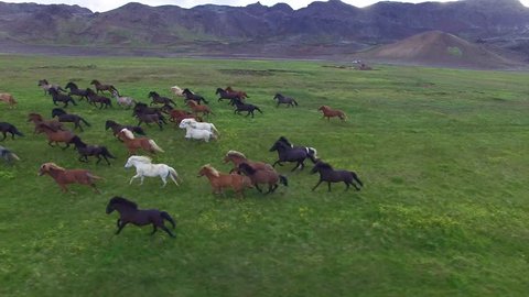Aerial view of Icelandic horses in summer pasture