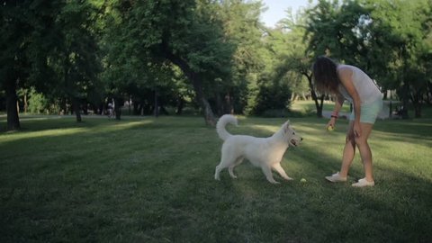 a white swiss shepherd dog does not want to make a trick