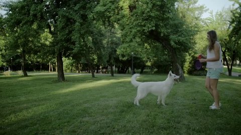 white swiss shepherd dog catches disc two times