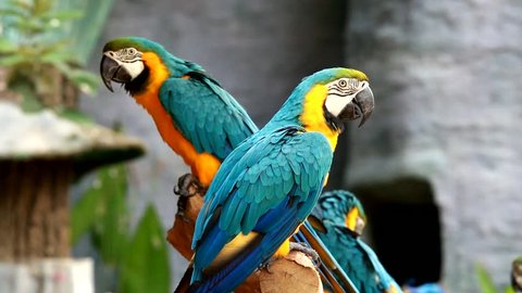 macaw in chiangmai Thailand