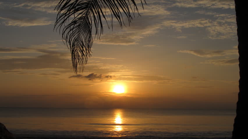 Tropical sunset with palm branch on foreground