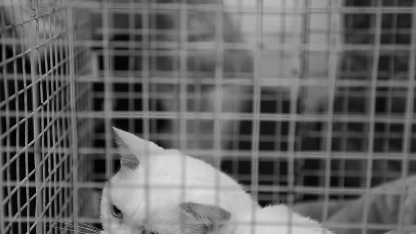 white cat cage