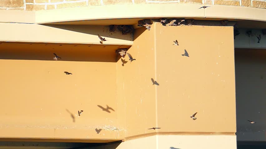 Swallows nesting under bridge, flying in graceful slow motion, feeding their young.
