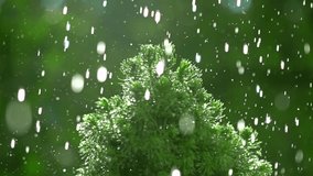 Small pine and pouring water. Super slow motion video, 500 fps