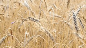 Agriculture background of wheat golden fields shallow DOF 2160p 30fps UltraHD footage - Before harvest riticum genus rye food cereals plantation 4K 3840X2160 UHD video