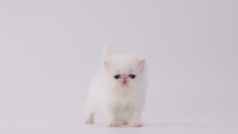 white persian kitten cat looking forward, calling and walking away the camera (with sound)