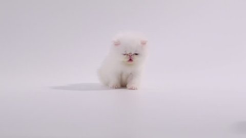 white persian kitten cat yawning and cleaning itself on white background