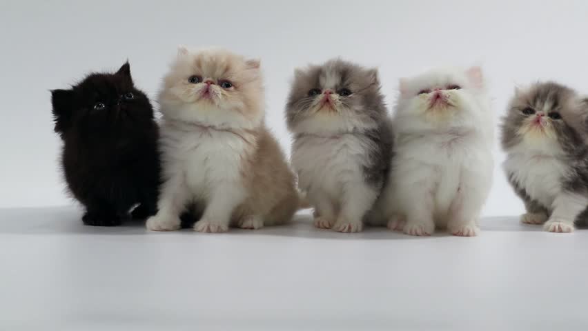 group persian kittens cats looking left Stock Footage Video (100% Royalty-f...