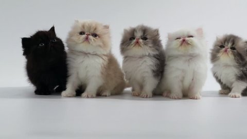 group of persian kittens cats looking left and right