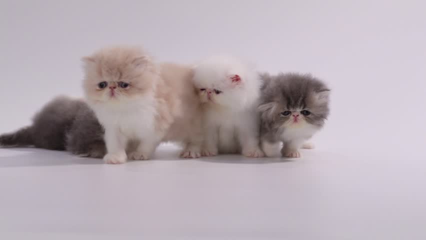 persian kitten cat spread out to different direction, lefting the last one ...
