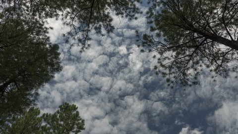 A skyward time lapse of clouds forming over tall pine trees