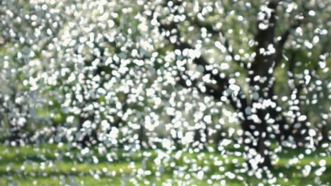 Snow shower of petals from fruit trees falling against sunny orchard background in slow motion. Unique natural defocused texture. Shallow dof. Great template for your design. Full HD 1920x1080.
