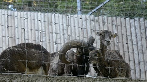 Wild Goats Chew Food and Look to the Fence at the Zoo