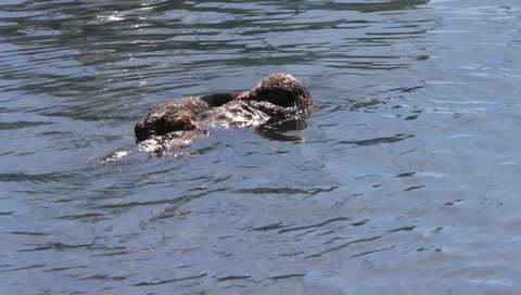 Otters swimming in ocean