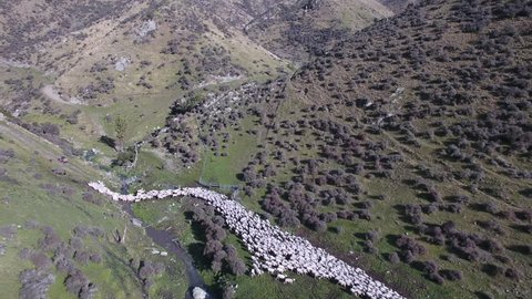 Mustering flock of sheep on high country station in New Zealand