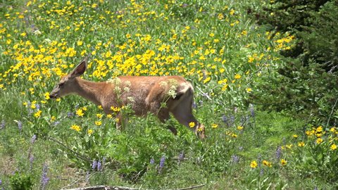 Young blacktailed deer walks through field of wildflowers, eats, munches  clump of purple flowers. 4K UHD 3840x2160
