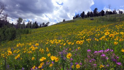 Time Lapse, Bright, colorful wildflowers cover hillside beneath blue sky streaked with clouds. 4K UHD 3840x2160