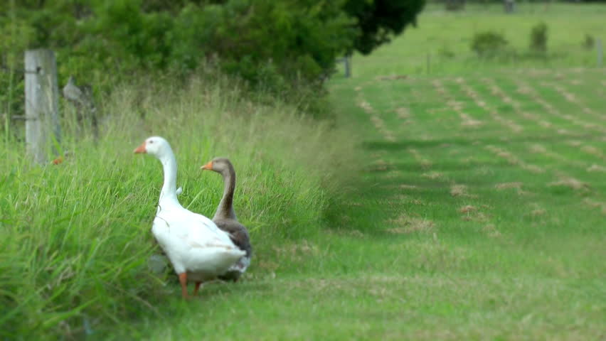 Geese in a green field