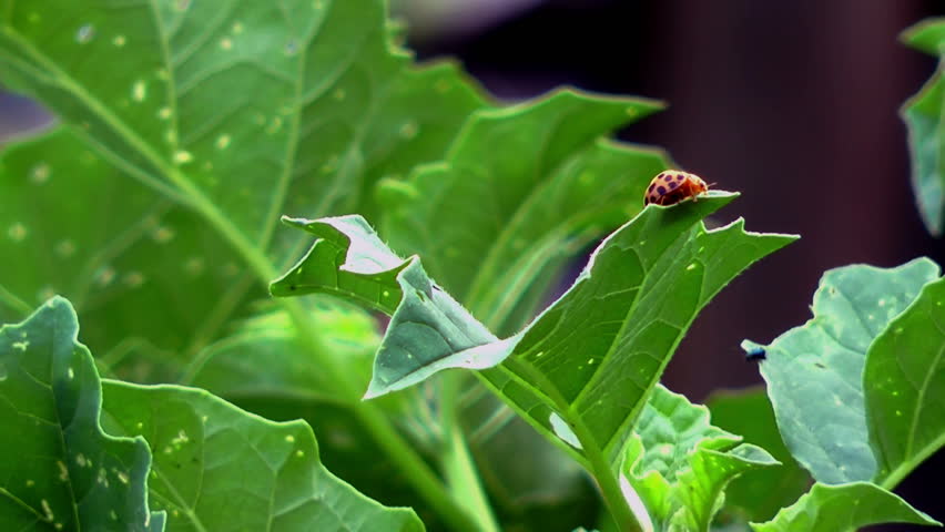 Lady beetle on leaf