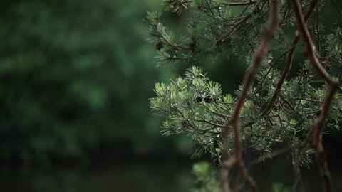 Pine cones on a pine branch in the forest