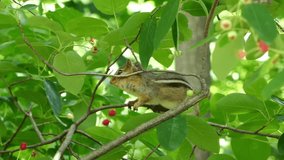 Young chipmunk hides in tree branches in summer time, Central Park, New York, 4k video footage